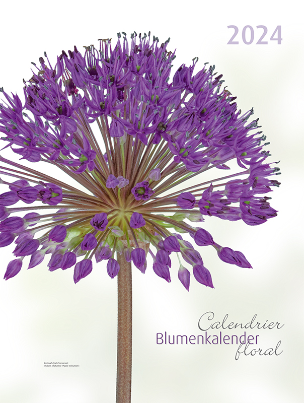 Blumenkalender 2024 – Coverbild Zierlauch
