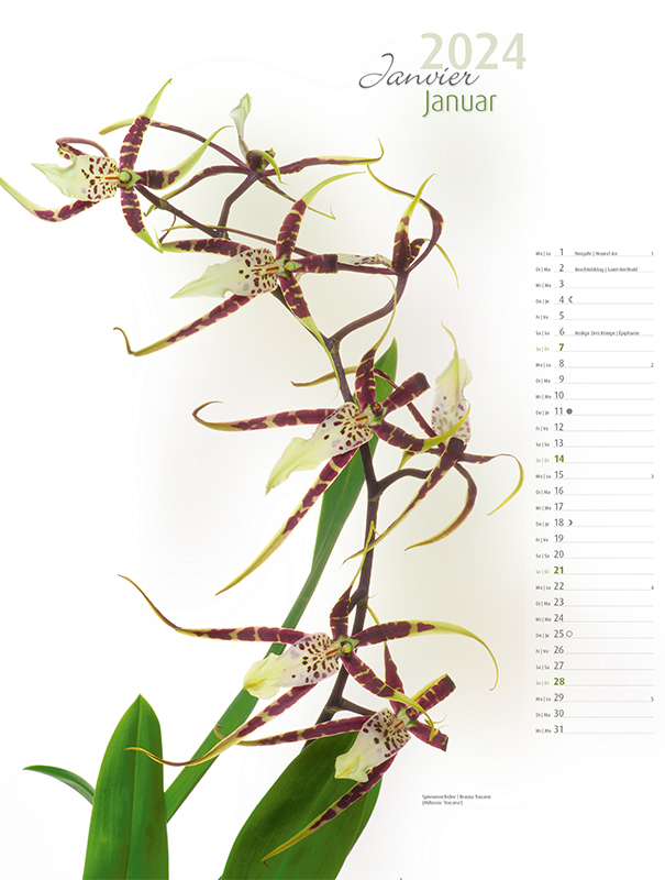Blumenkalender 2024 – Januarbild Spinnen-Orchidee