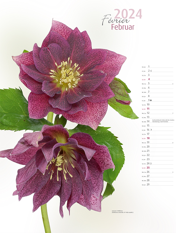 Blumenkalender 2024 – Februarbild Lenzrose