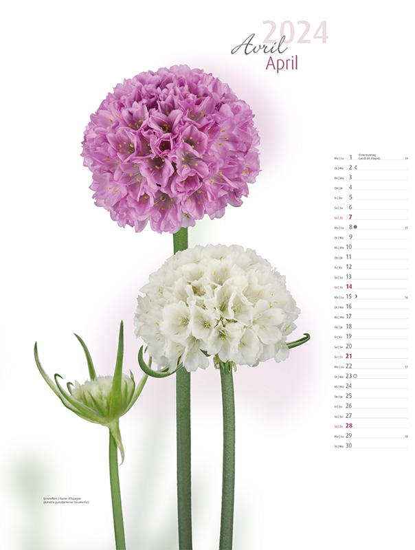 Blumenkalender 2024 – Aprilbild Grasnelken