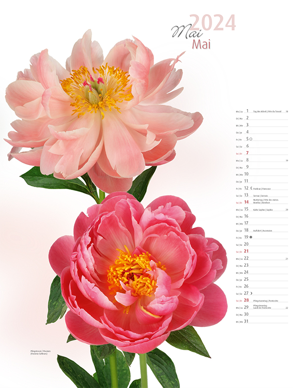 Blumenkalender 2024 – Maibild Pfingstrosen
