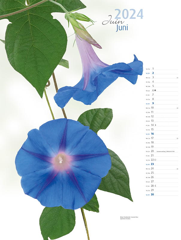 Blumenkalender 2024 – Junibild Prunkwinde