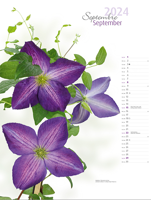 Blumenkalender 2024 – Septemberbild Waldrebe