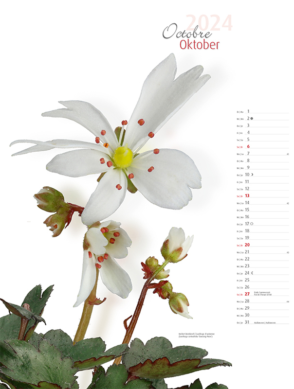 Blumenkalender 2024 – Oktoberbild Herbststeinbrech