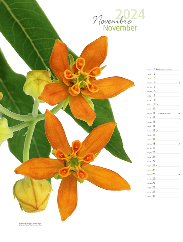 Blumenkalender 2024 – Novemberbild Seidenpflanze