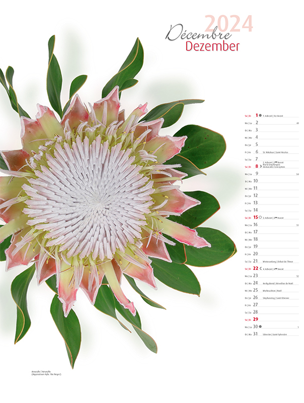 Blumenkalender 2024 – Dezemberbild Königsprotea